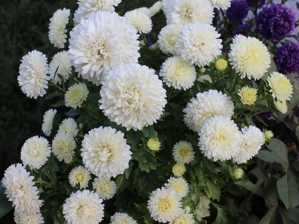 Красивые белые астры на клумбе 