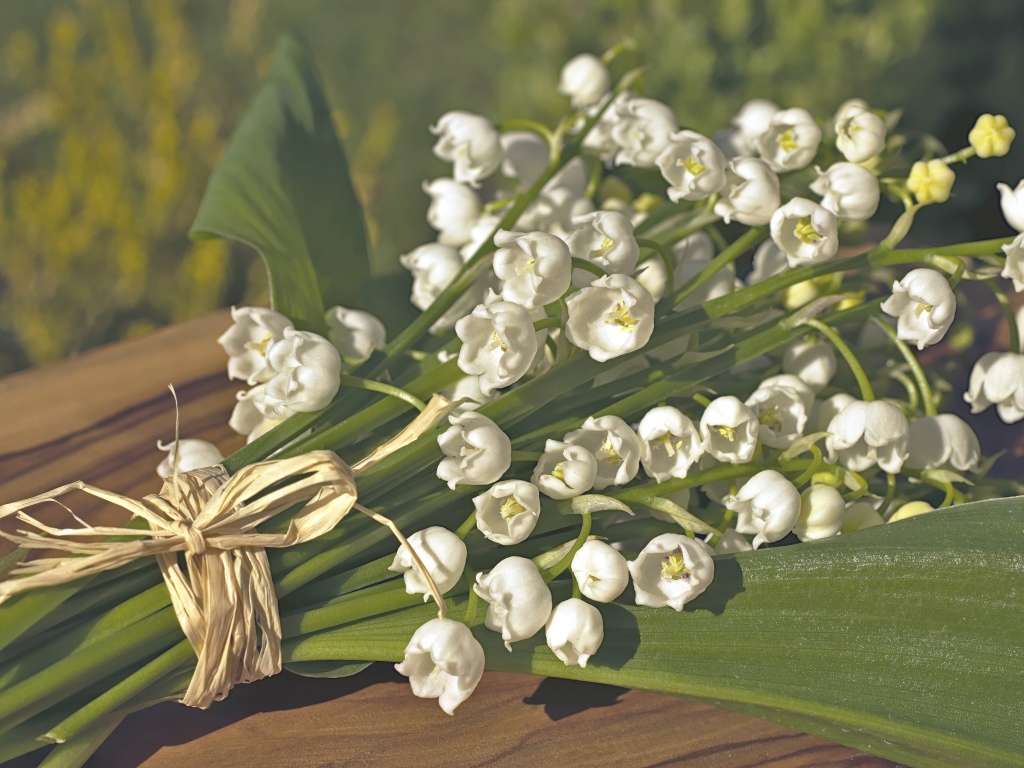 Красивые белые ландыши с зелеными листьями