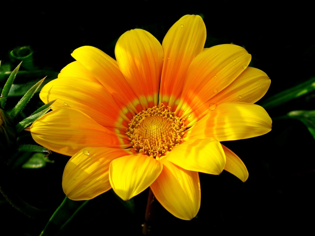 Красивый желтый цветок газания крупным планом