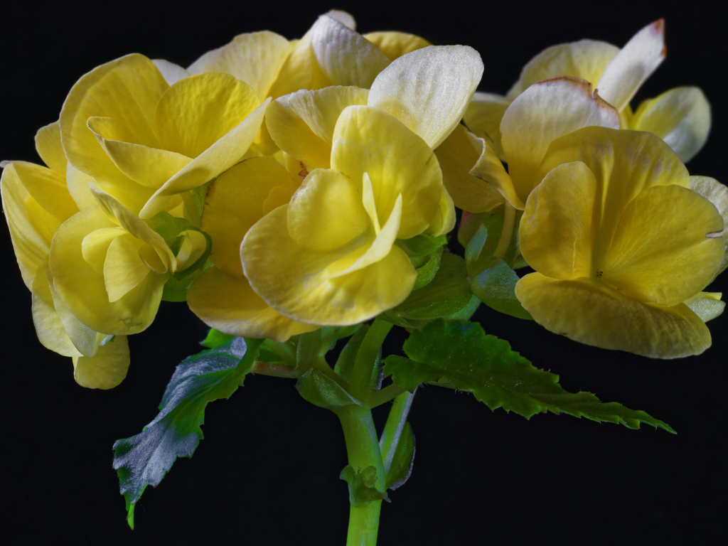 Красивый желтый комнатный цветок бегония на черном фоне