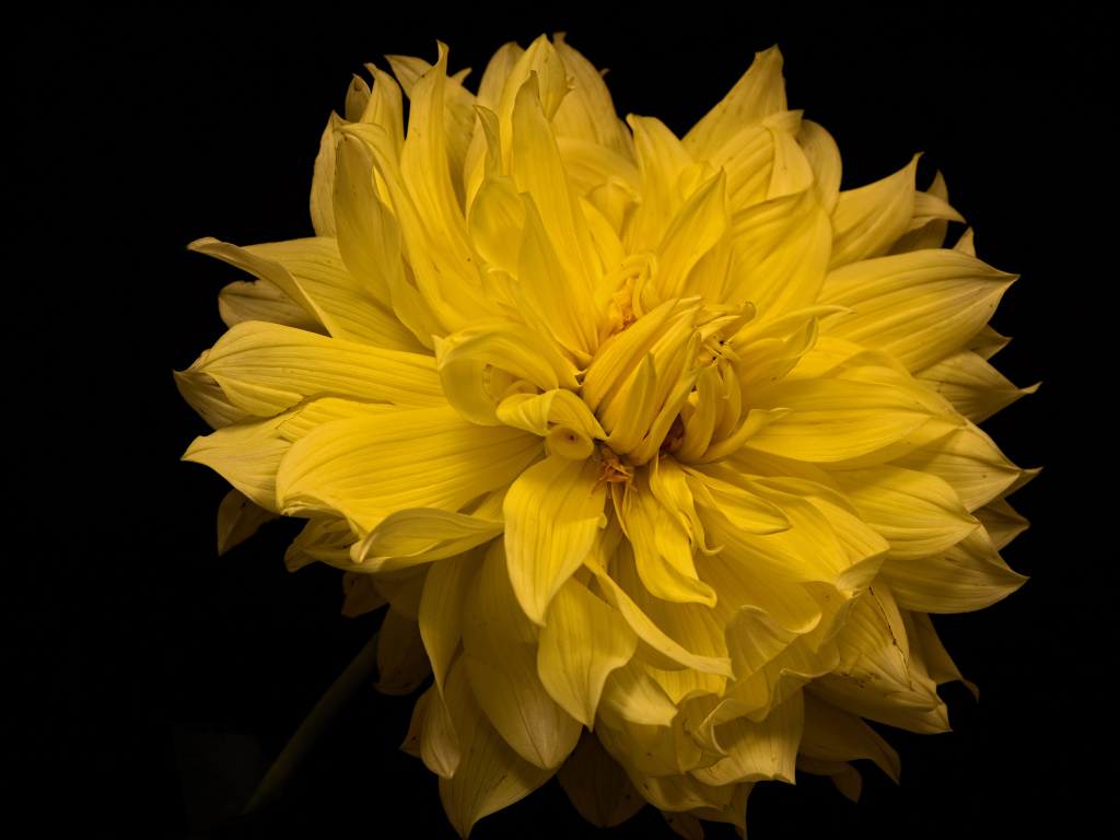 Большой желтый цветок георгины на черном фоне