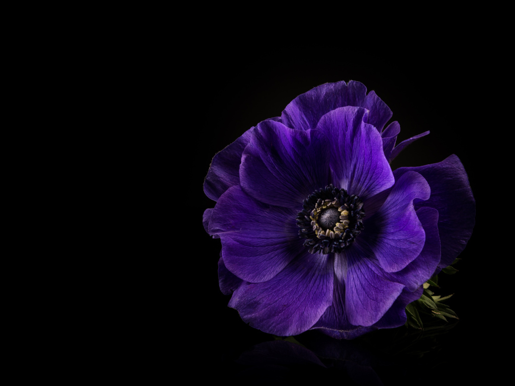 Синий цветок анемона на черном фоне крупным планом