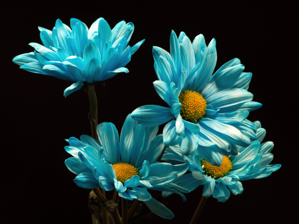 Синие хризантемы на черном фоне