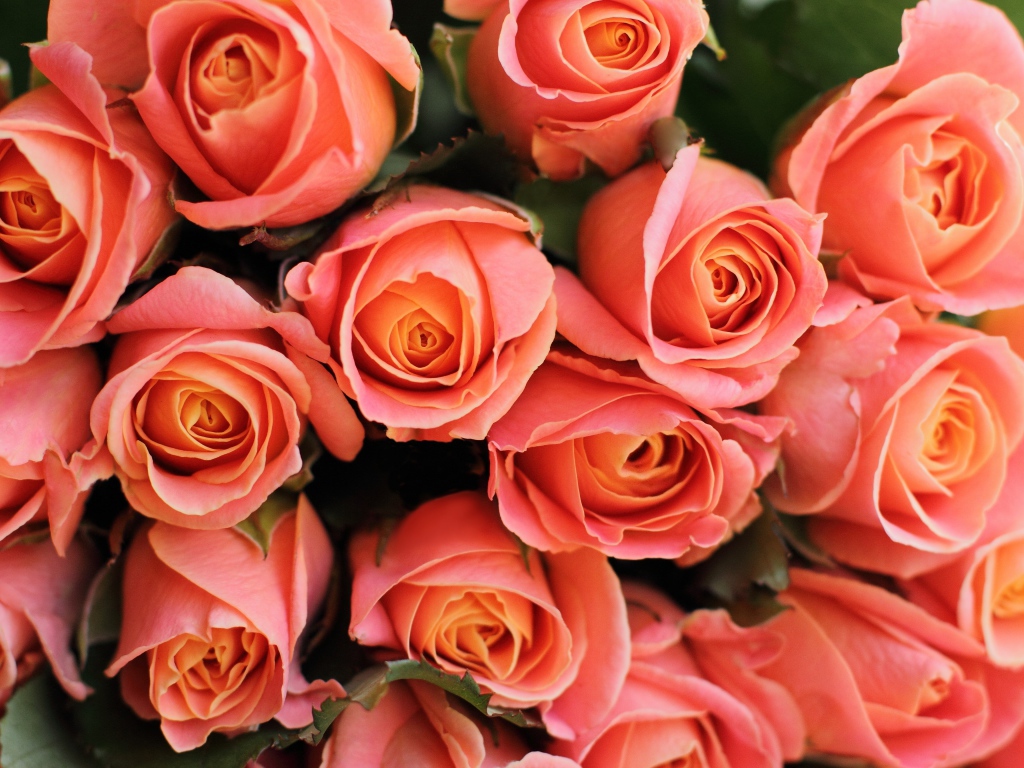 Букет красивых нежных розовых роз крупным планом