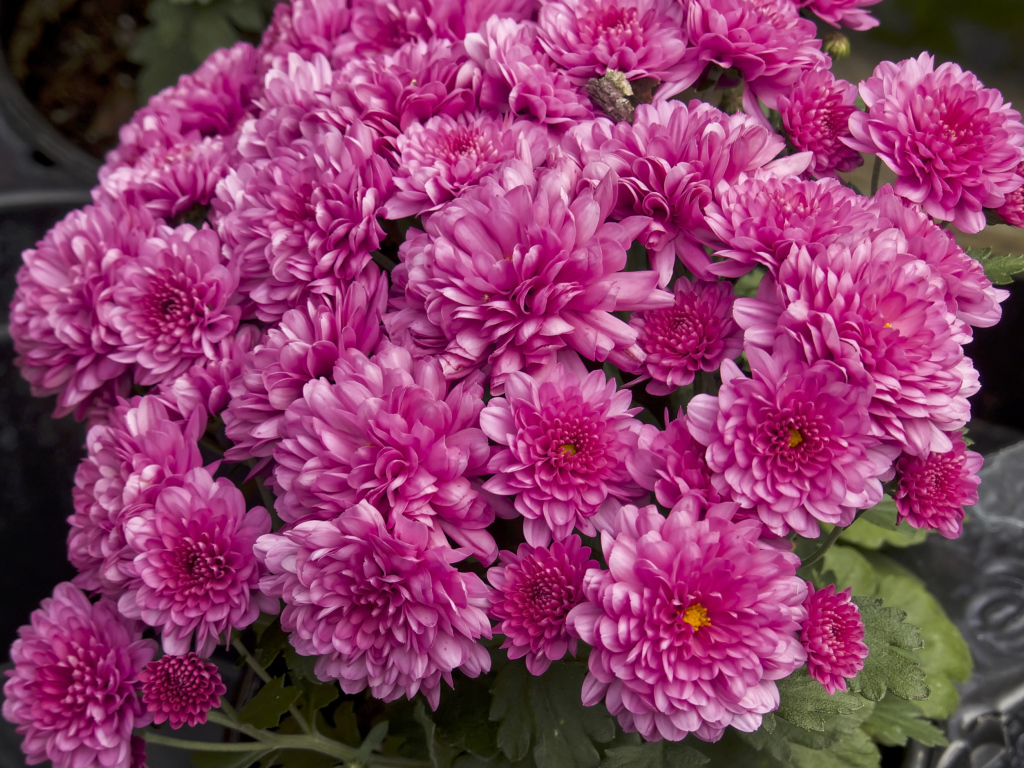 Букет красивых розовых хризантем крупным планом