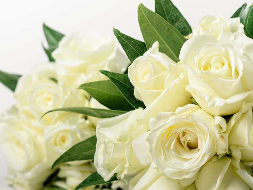 Букет красивых белых роз с зелеными листьями 