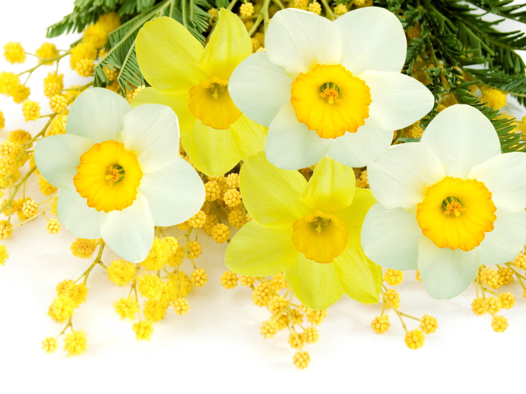 Букет нарциссов с веточками мимозы на белом фоне