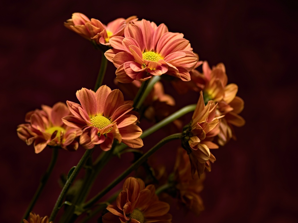 Букет оранжевых хризантем крупным планом