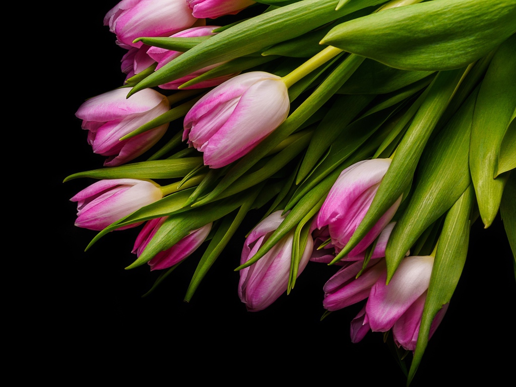 Букет розовых тюльпанов с зелеными листьями на черном фоне