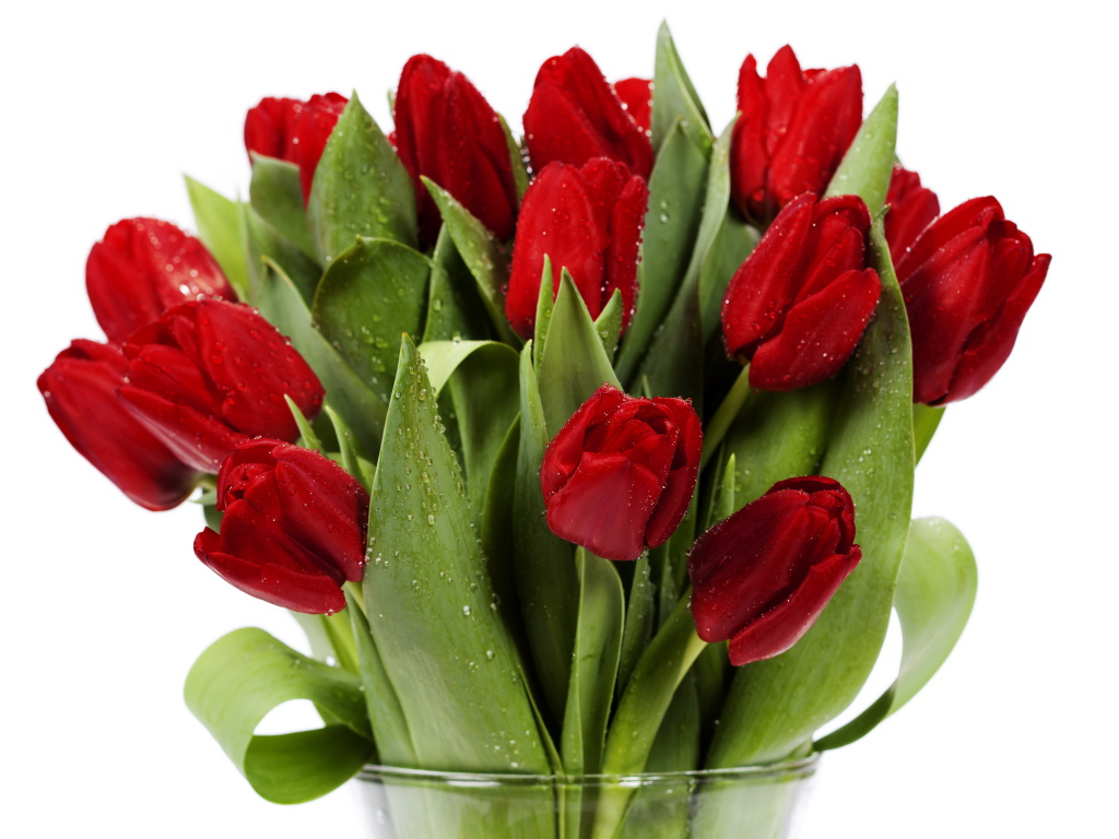 Букет красных тюльпанов в каплях росы в стеклянной вазе на белом фоне