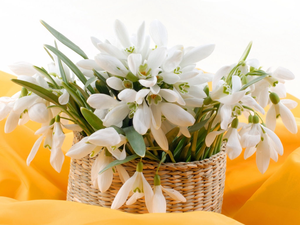 Букет нежных белых весенних подснежников в корзине