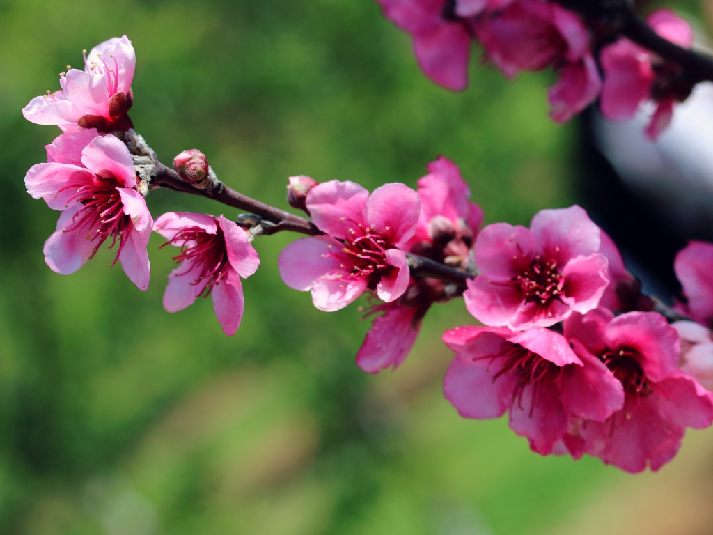 Ветка с красивыми розовыми цветами крупным планом
