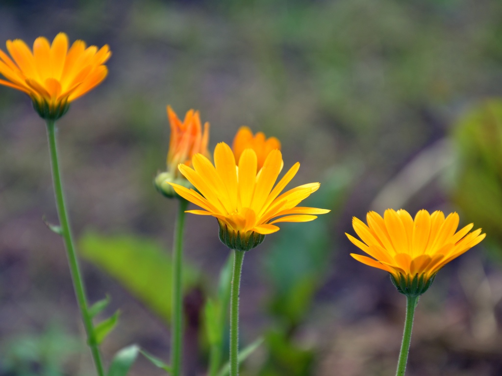 Яркие оранжевые цветы календулы 