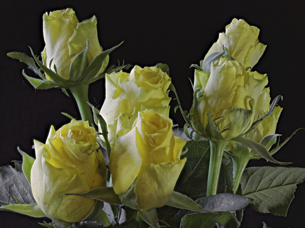 Бутоны желтой розы на черном фоне крупным планом