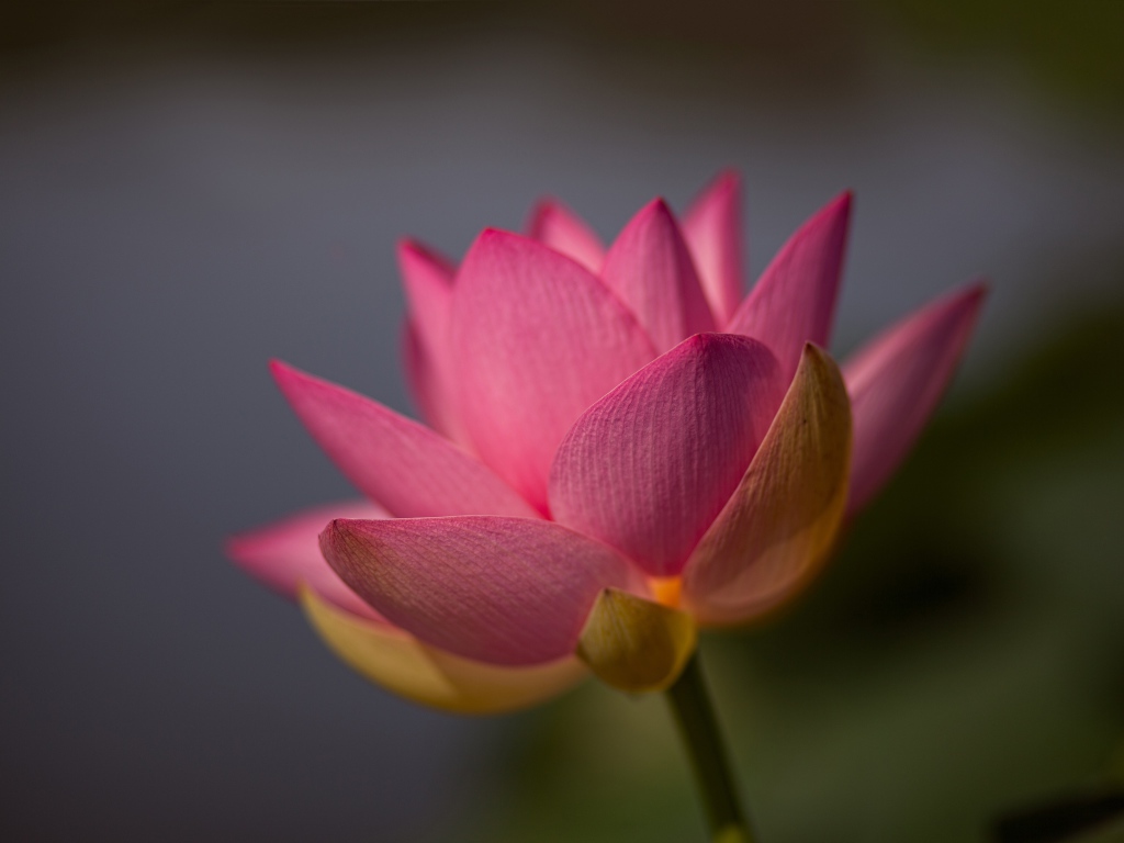Нежный розовый цветок лотоса крупным планом на сером фоне