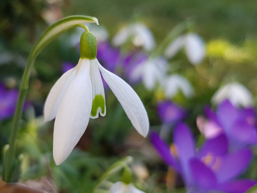 Нежный белый подснежник крупным планом 