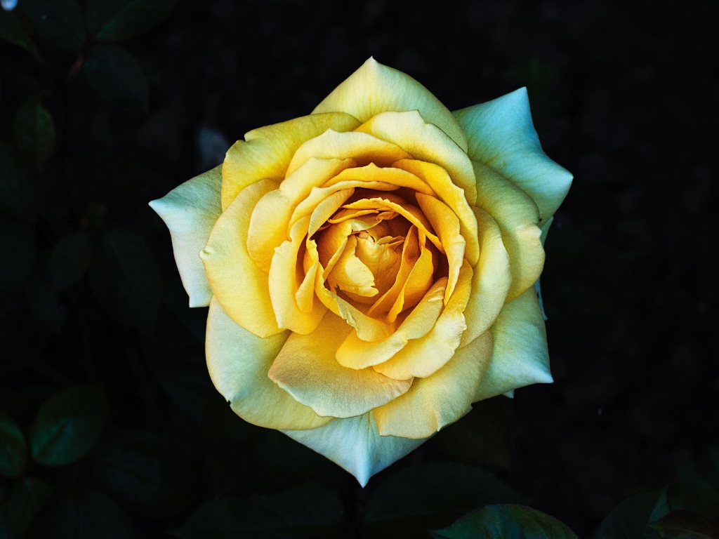 Нежная желтая роза крупным планом вид сверху