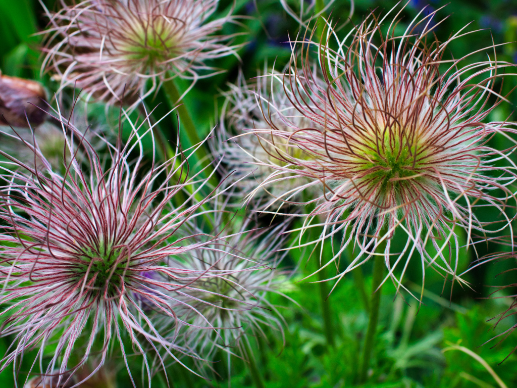 Необычные цветы на клумбе