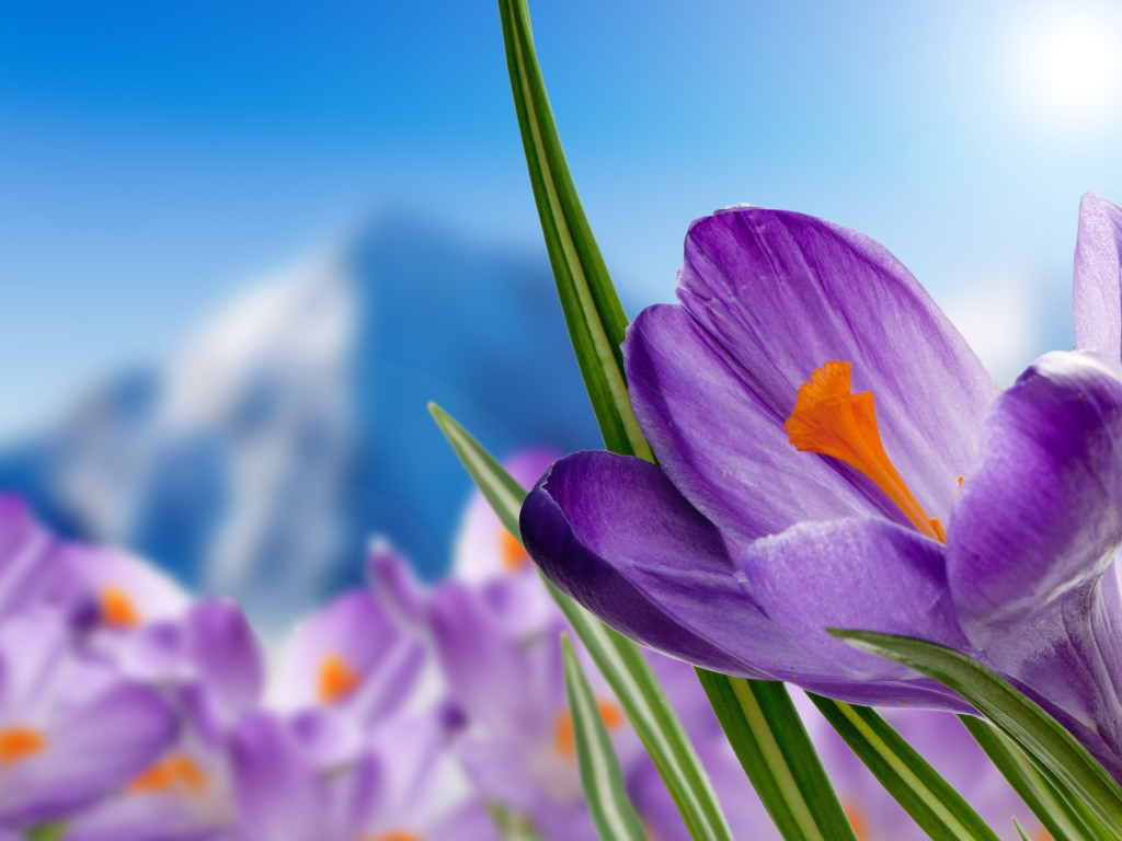 Нежный сиреневый альпийский крокус крупным планом