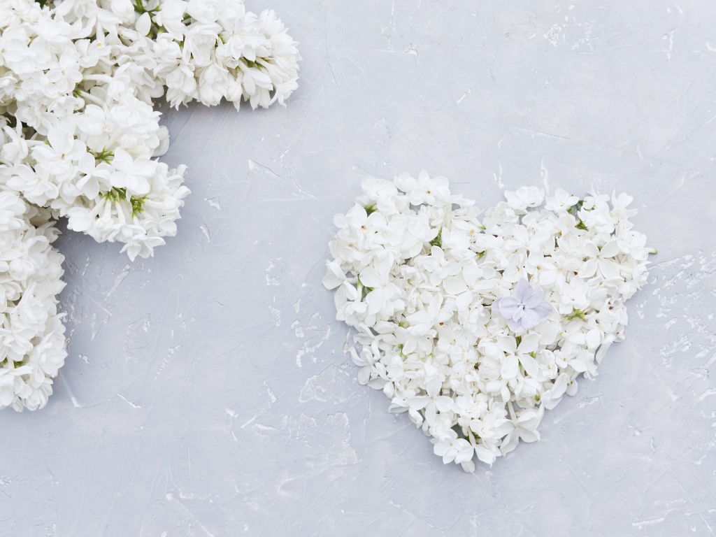 Сердце из цветов белой сирени на сером фоне