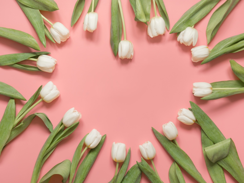 Сердце из белых тюльпанов на розовом фоне
