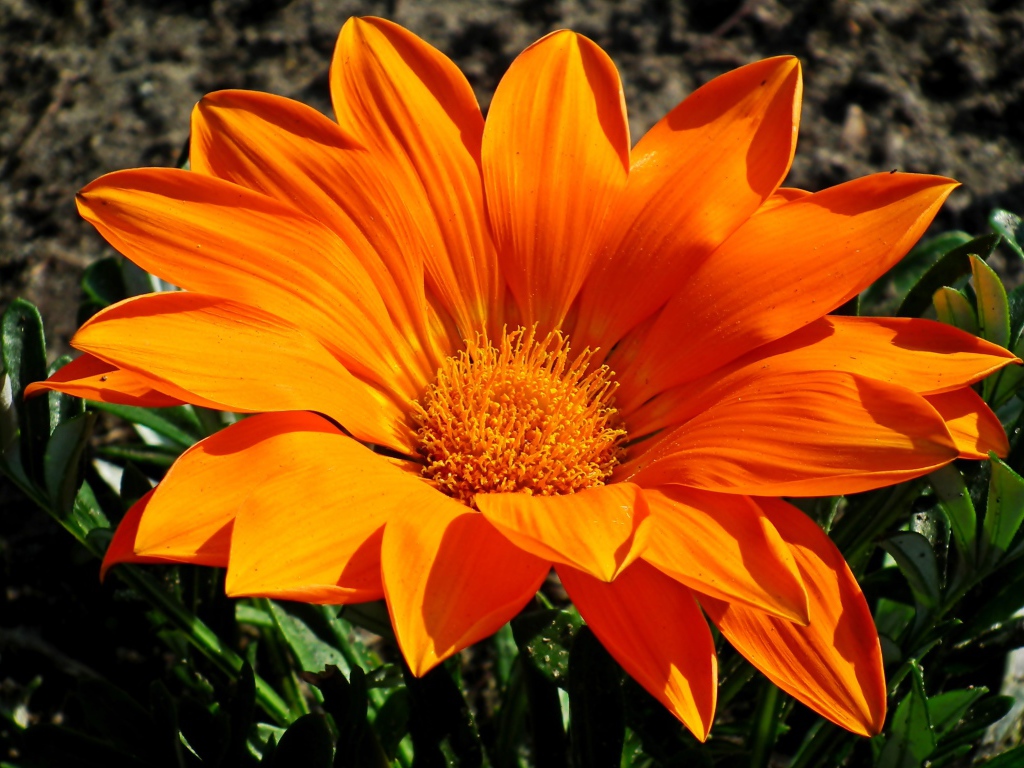 Большая оранжевая газания на клумбе