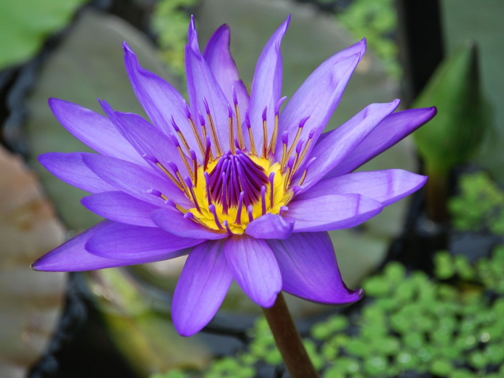 Сиреневый красивый цветок лотоса в воде