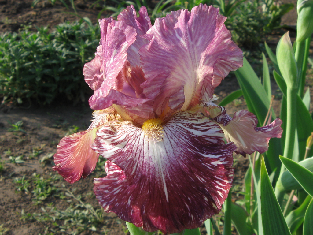 Сиреневый цветок ириса крупным планом