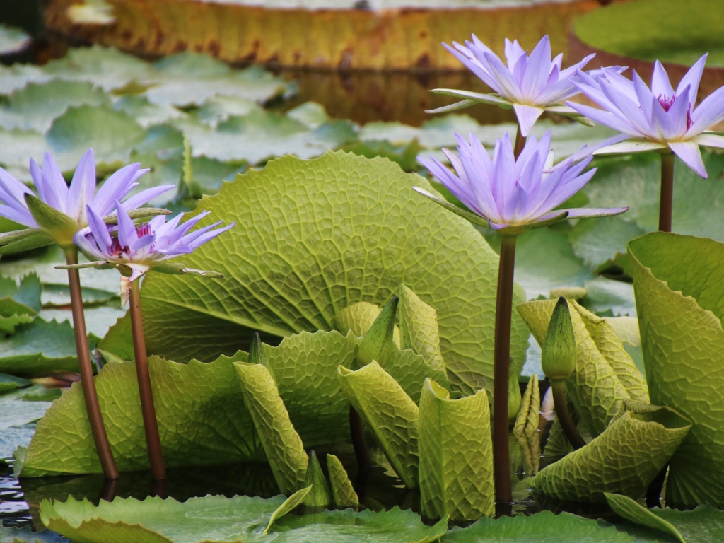 Сиреневые цветы лотоса в воде с большими зелеными листьями 