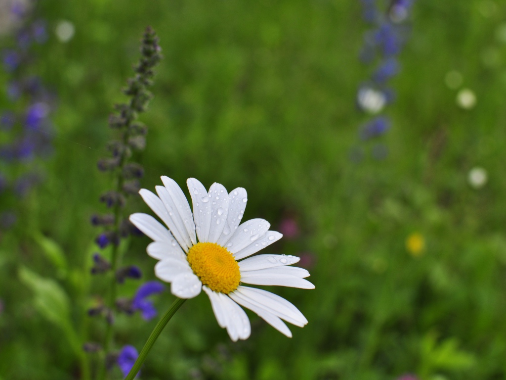 Маленькая белая ромашка с каплями росы на лепестках