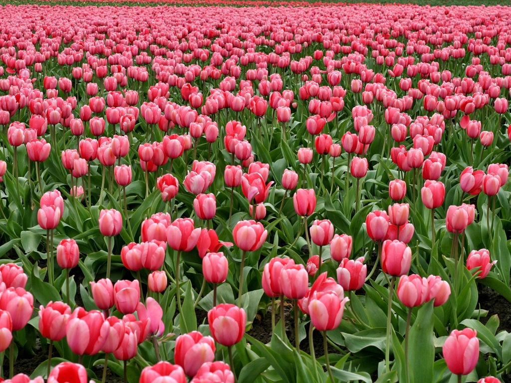 Много красивых розовых тюльпанов на поле