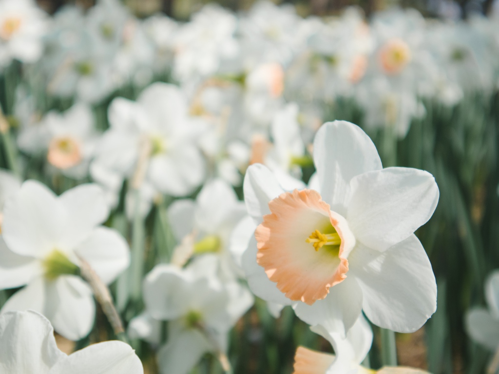 Много ярких белых весенних нарциссов на клумбе