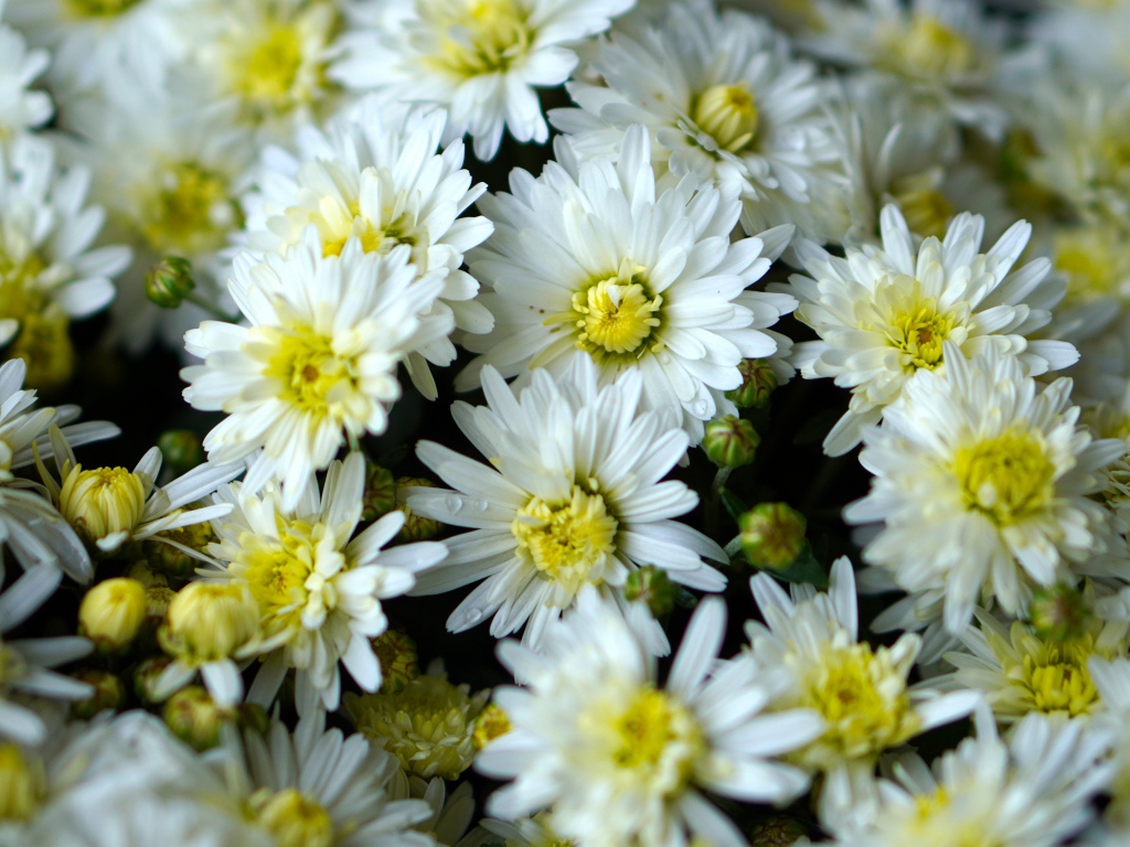 Много белых хризантем крупным планом