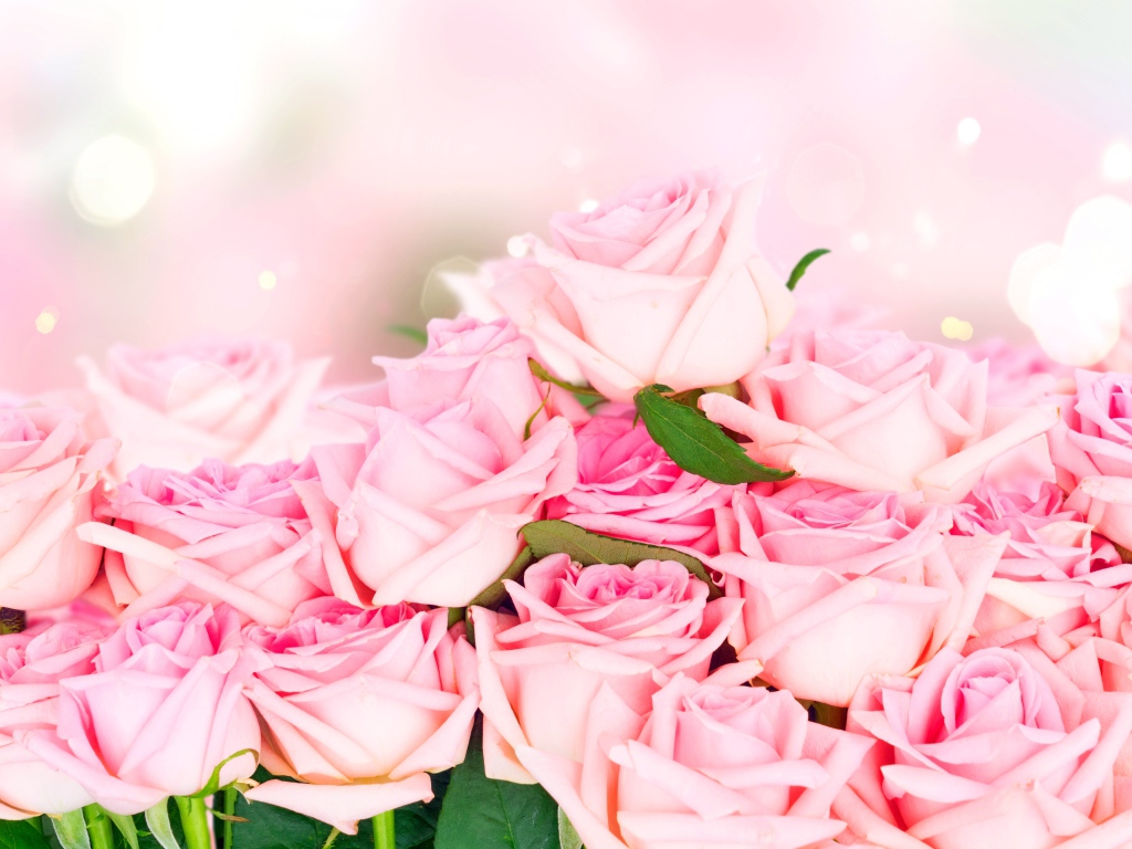 Много красивых розовых роз, фон 