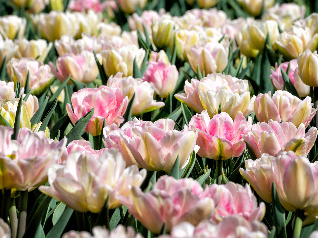 Много нежных розовых тюльпанов на клумбе крупным планом