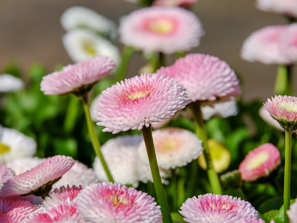 Много розовых маргариток на клумбе