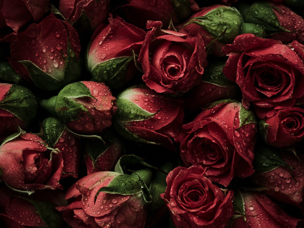 Много розовых роз в каплях воды крупным планом