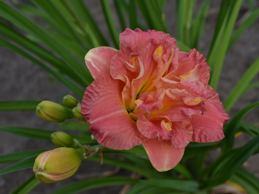 Оранжевая лилия с зелеными листьями и бутонами