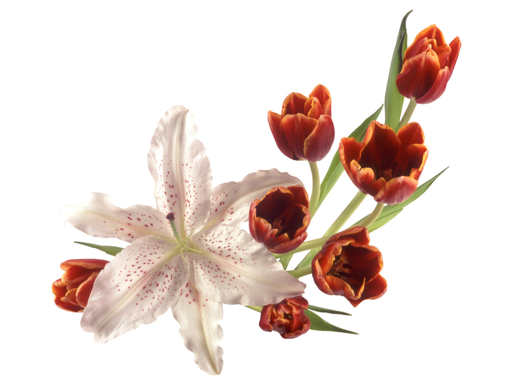 Оранжевые тюльпаны с лилией на белом фоне