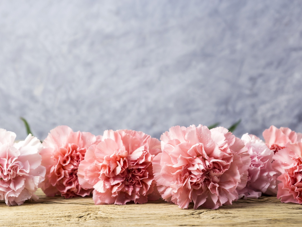 Розовые гвоздики лежат на деревянном столе