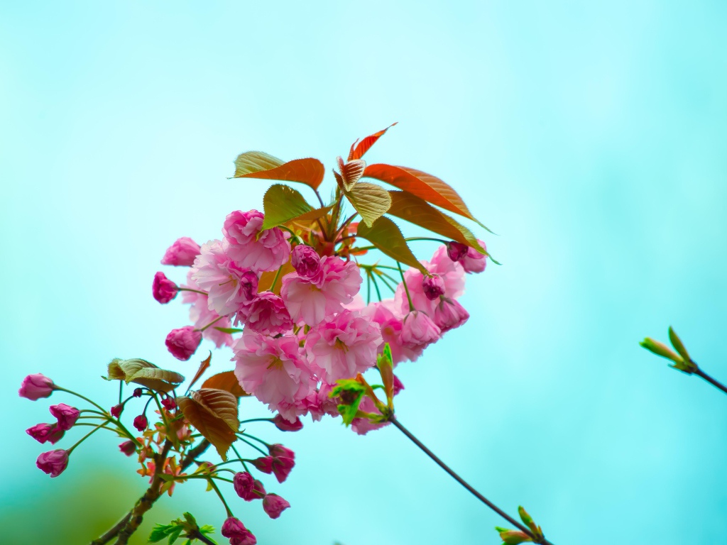 Розовые цветы с зелеными листьями на ветке на голубом фоне