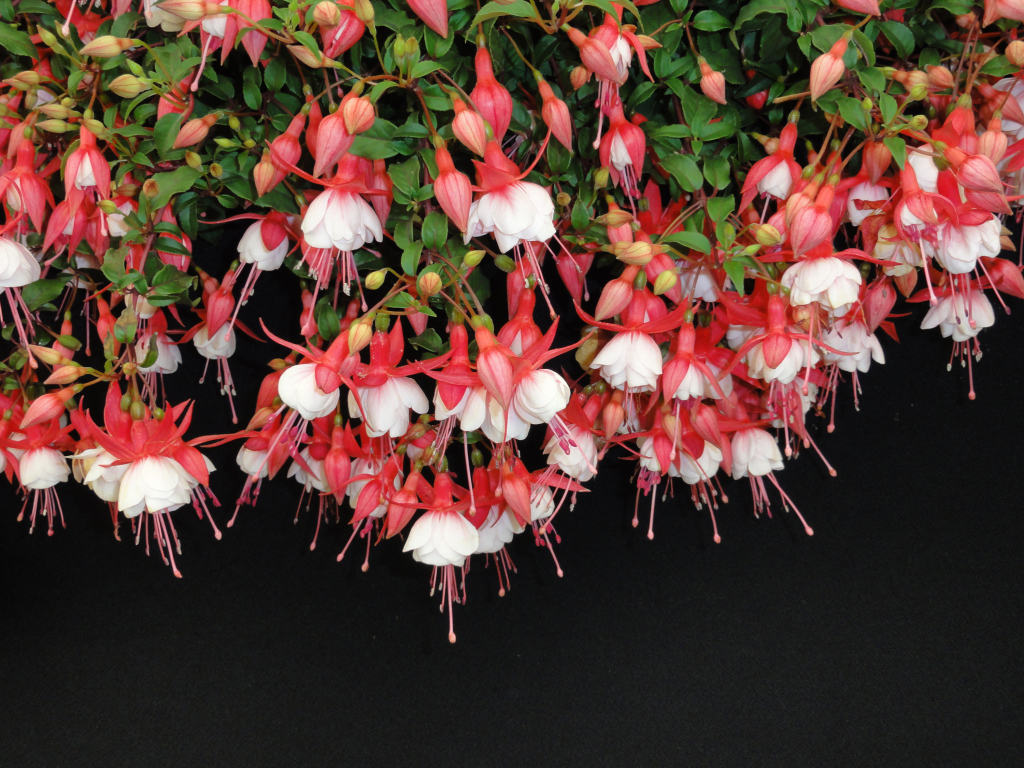 Розовые цветы фуксия на черном фоне