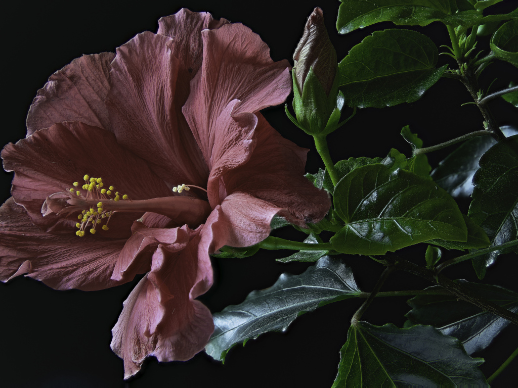 Розовый цветок гибискуса с бутоном и зелеными листьями на черном фоне