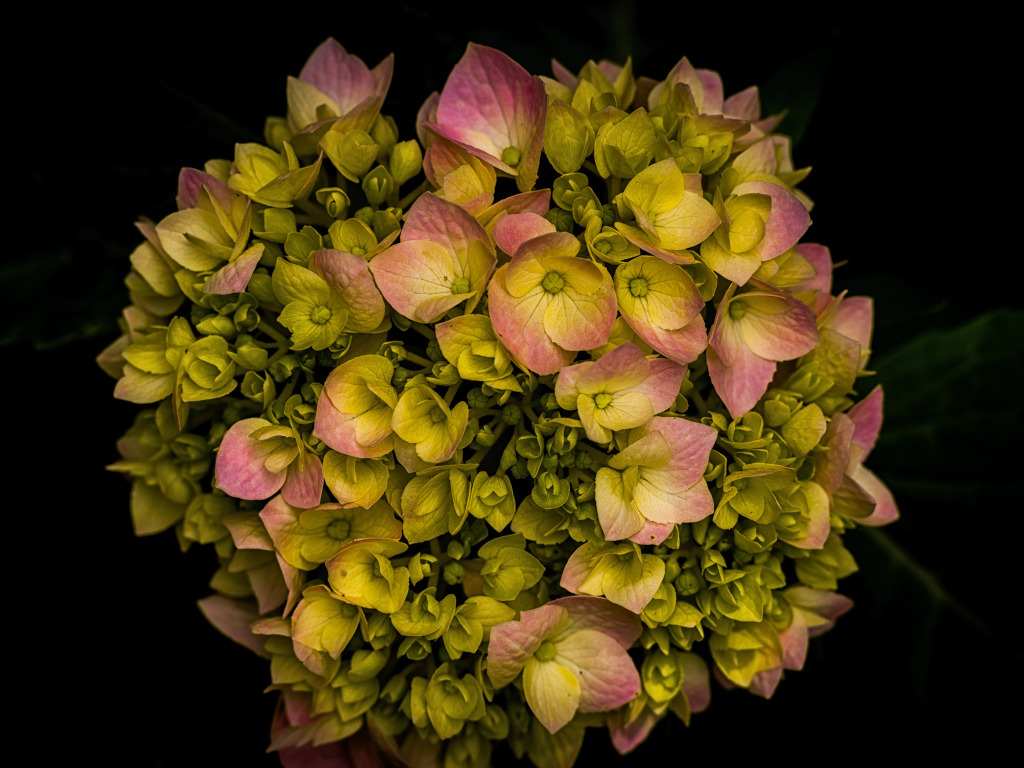 Розовый цветок гортензии распускается на черном фоне