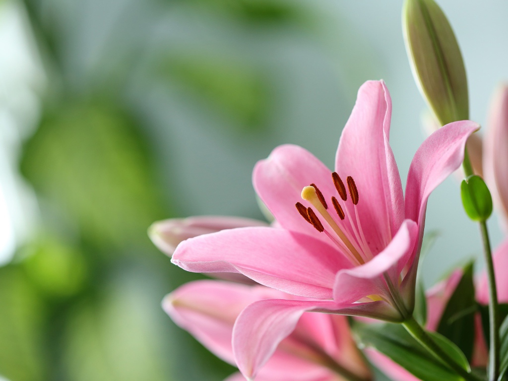 Розовая лилия с бутоном крупным планом