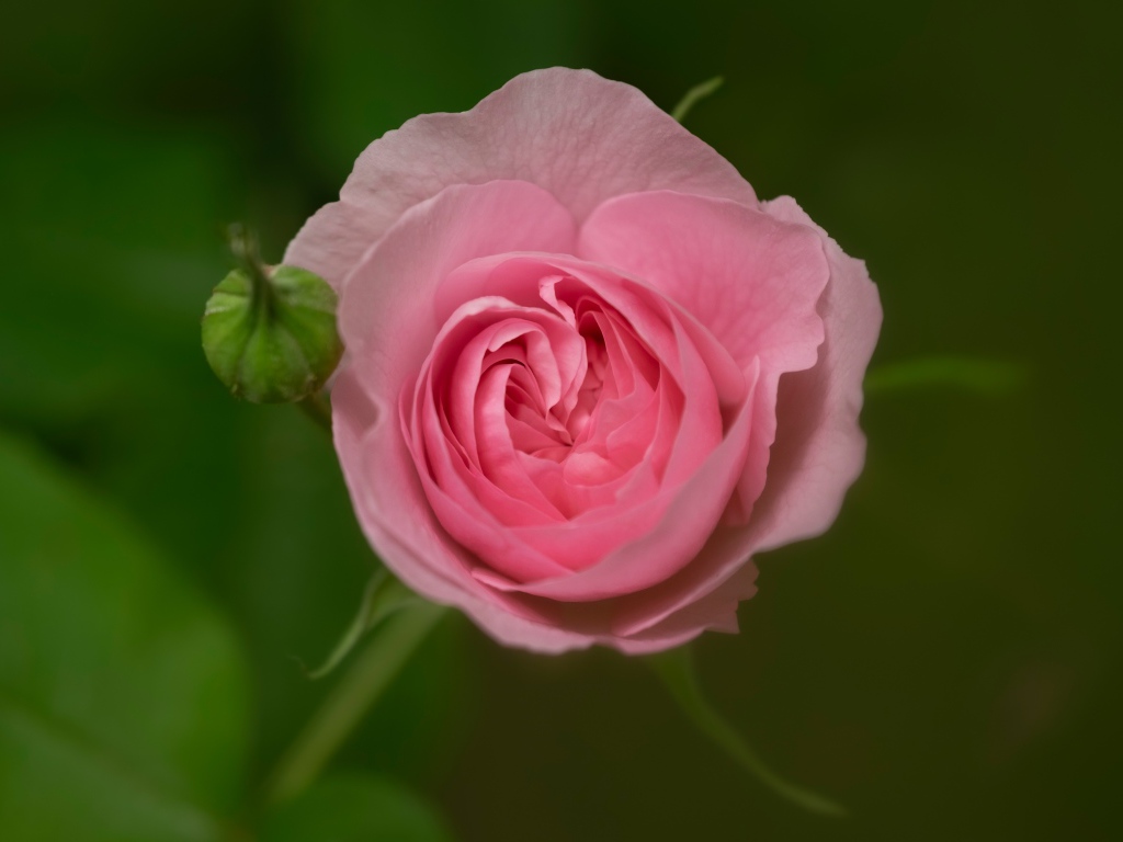 Розовая нежная роза с бутоном крупным планом