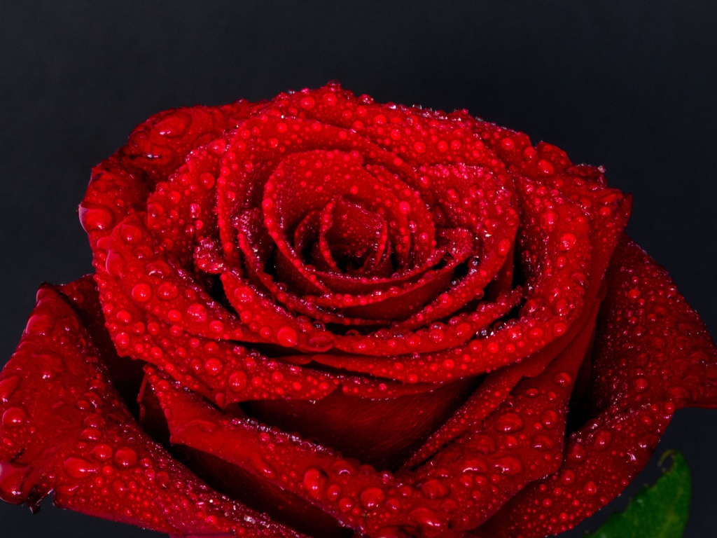 Цветок красной розы в каплях воды на сером фоне