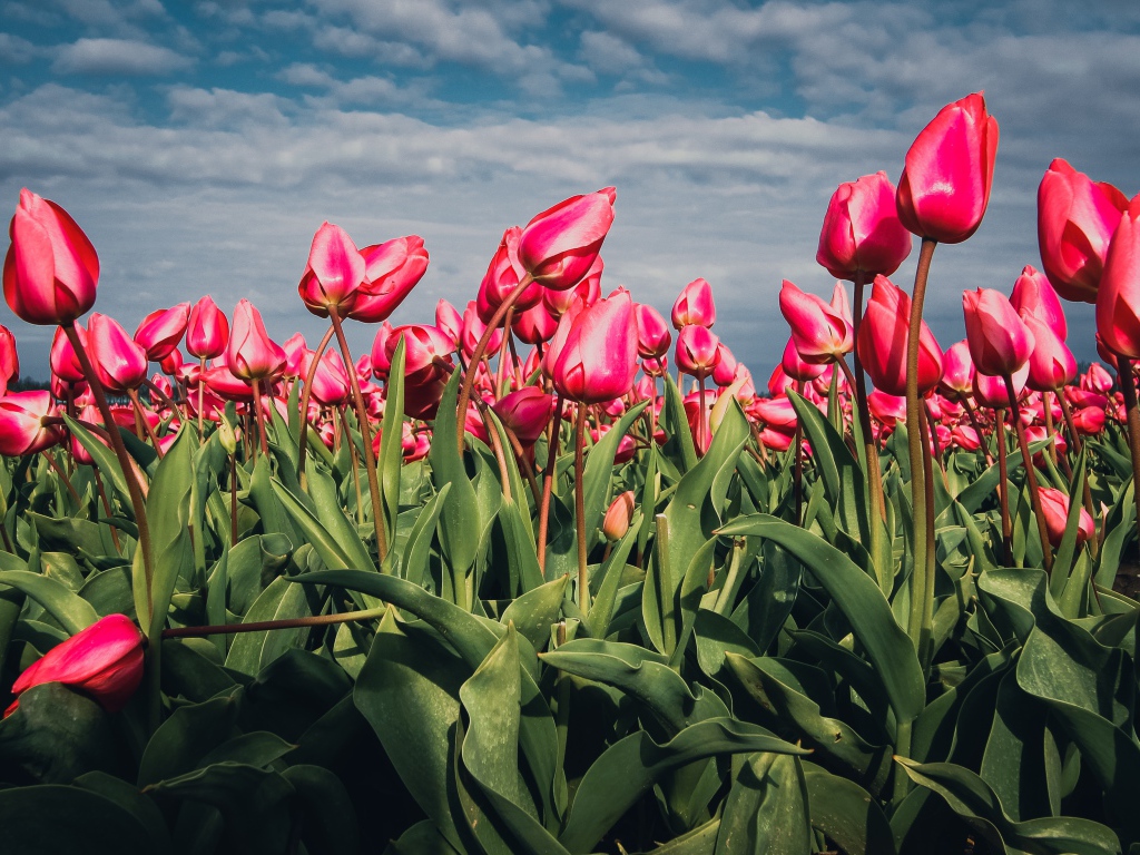 Красные тюльпаны на поле под голубым небом