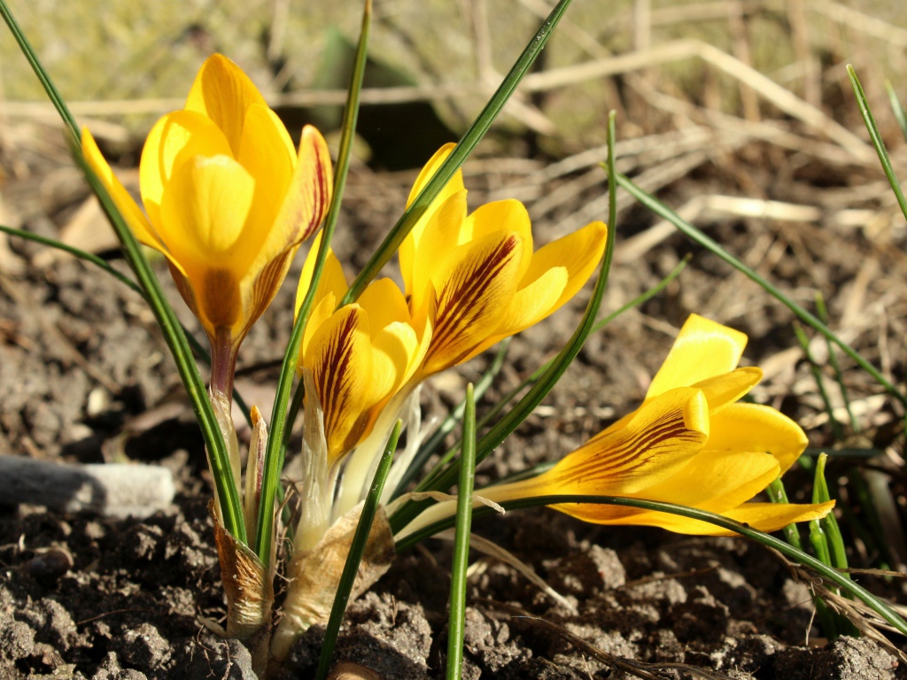 Солнечные желтые крокусы на земле весной