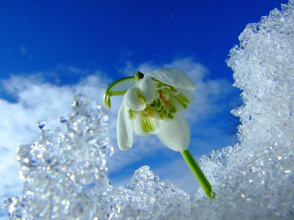 Первый весенний подснежник под снегом на фоне голубого неба